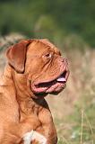 DOGUE DE BORDEAUX 463